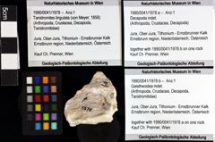 Foto (Objket + Etiketten) von Decapoda indet. 